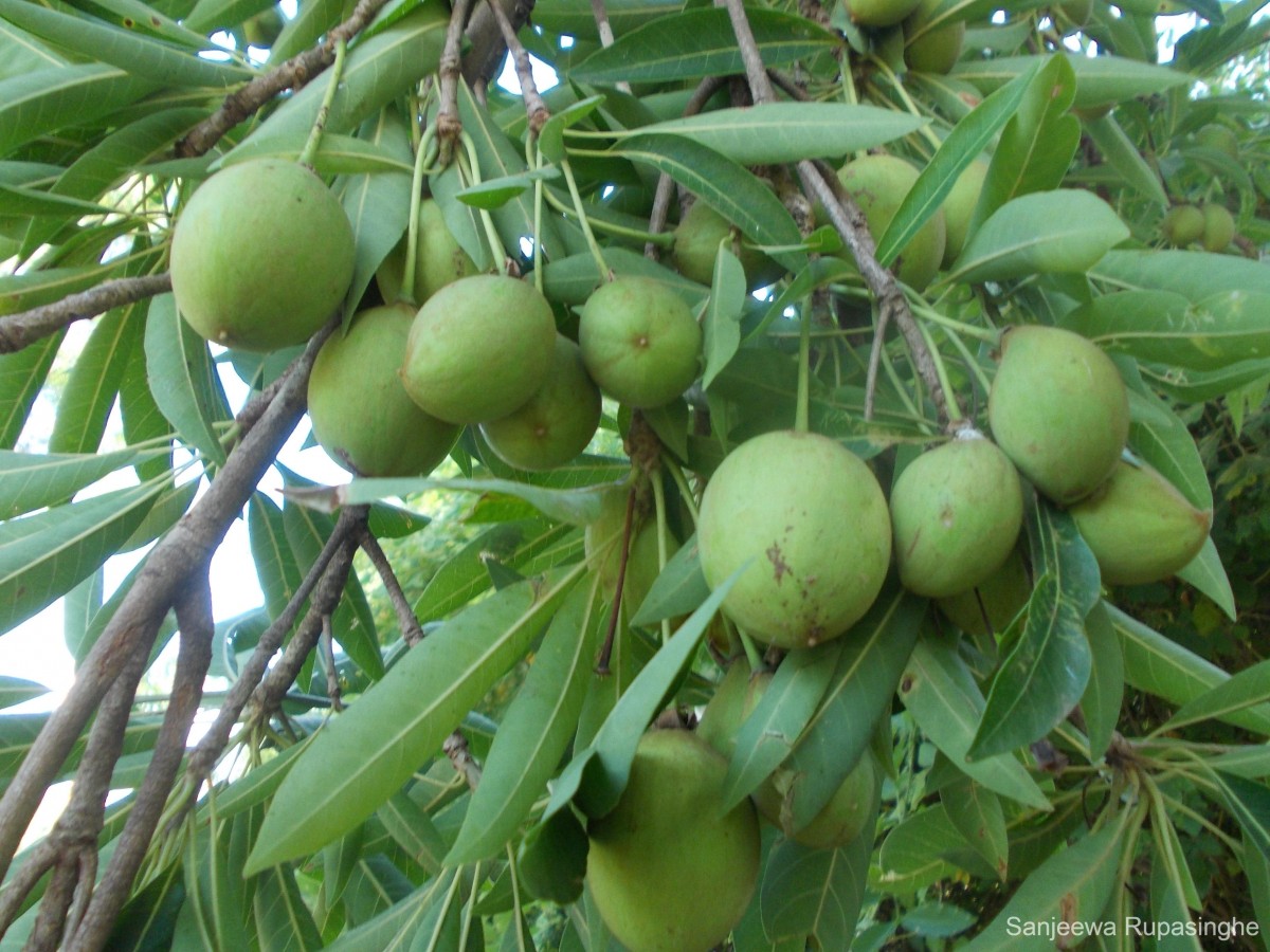 Madhuca longifolia (J.Koenig ex L.) J.F.Macbr.